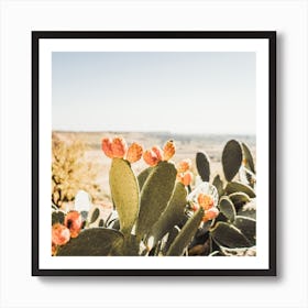 Cactus Fruit View Square Art Print