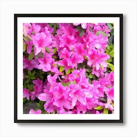 Pink Azaleas 45 Art Print