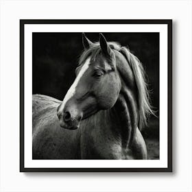 Black And White Horse Portrait 2 Art Print