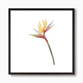 Bird Of Paradise Flower Art Print