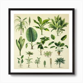 Botanical Garden Art Print