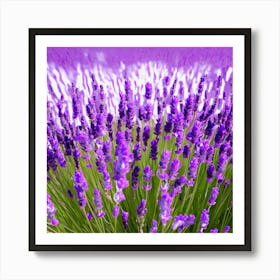 Lavender Field 5 Art Print