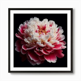 Pink White Peony on Black Background Art Print