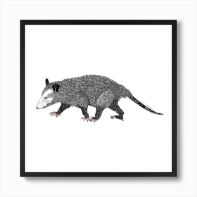 Opossum Art Print