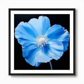 Blue Poppy 2 Art Print