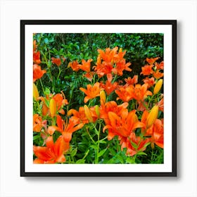 Orange Lily Poster