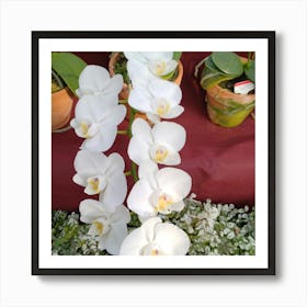 White Orchids 4 Art Print