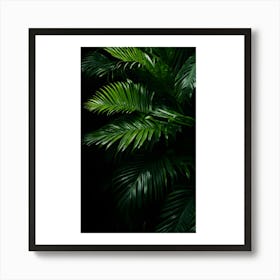 Palm Leaves On A Black Background Art Print