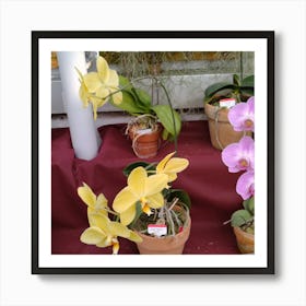 Orchids In Pots 5 Art Print