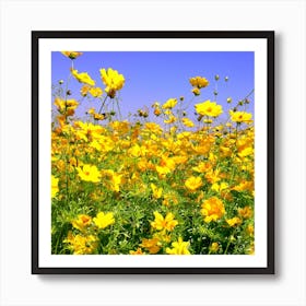 Yellow Cosmos Flowers Art Print