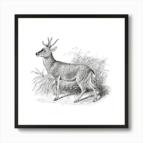 Deer.5 Art Print