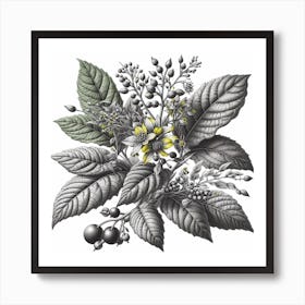 Botanical illustration of  leafy plant Art Print