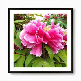 Pink Peony in Japan 3 Art Print