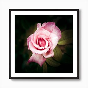 Lone Pink Rose in a Spring Garden Art Print