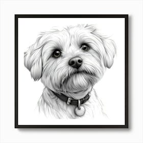 Maltese Terrier Art Print