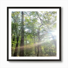 Sun Shining Through Trees 2 Art Print