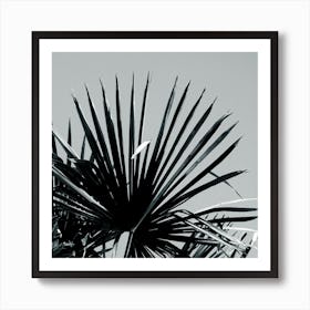 Palm Tree Leaf Close Up Photo Black And White Square Kitchen Living Room Grey Gray Nature Plant Art Print