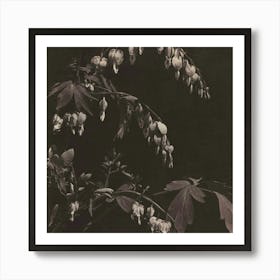 Bleeding Hearts Art Print