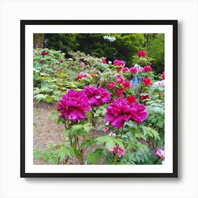 Peonies In The Garden 5 Art Print