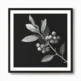 Black And White Berries Art Print