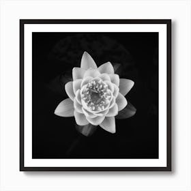 White Waterlily // Flower & Nature Photography Art Print