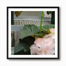 Pink Geranium 2 Art Print