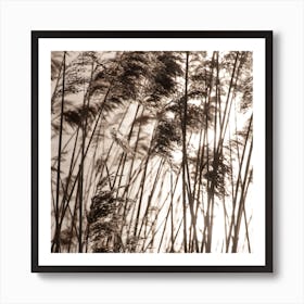 Grasses In The Golden Sunset Square Art Print