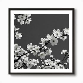 Cherry Blossoms 23 Art Print