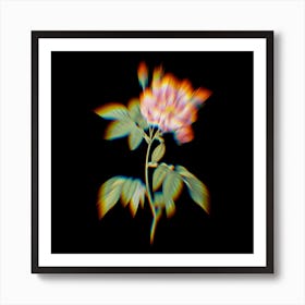 Prism Shift French Rosebush with Variegated Flowers Botanical Illustration on Black n.0066 Art Print
