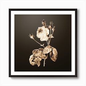 Gold Botanical Cabbage Rose on Chocolate Brown n.0546 Art Print