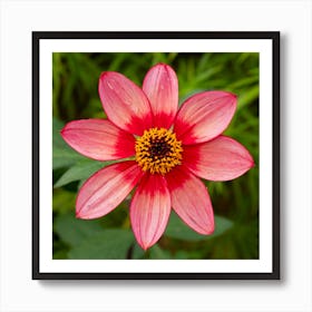 Pink Dahlia Flower Art Print