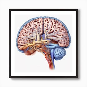 Human Brain 48 Art Print