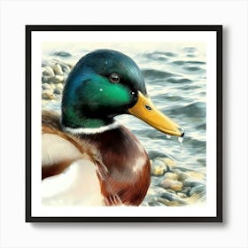 Duck at Water Color Drawing - Wild Bird Artwork 154 Art Print