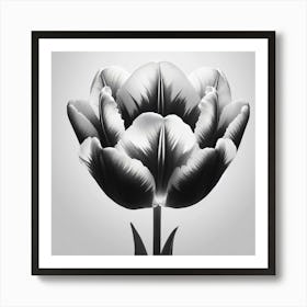 Black And White Tulip 1 Art Print