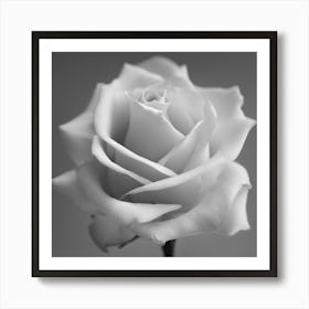 Black And White Rose 1 Art Print