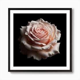 Pink Rose On Black Background Art Print