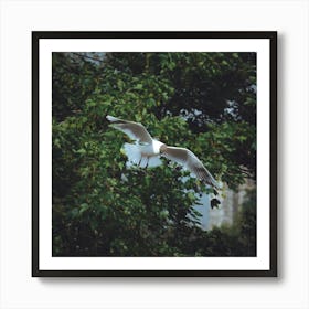 Seagull In Flight Art Print