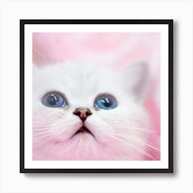 British Shorthair Kitten Poster