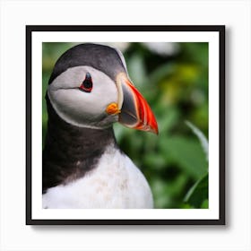 Puffin - Puffin Stock Videos & Royalty-Free Footage Art Print