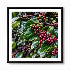 Coffee Berries On A Tree 5 Art Print