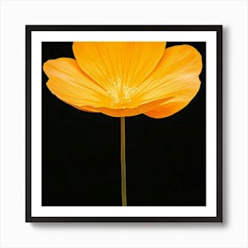 Orange Poppy Art Print