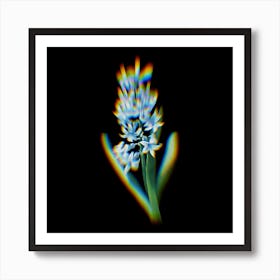 Prism Shift Dutch Hyacinth Hyacinthus orientalis Botanical Illustration on Black n.0164 Art Print