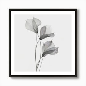 Calla Lilies Art Print