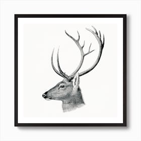 Stag Deer Vintage Art Print