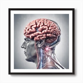 Brain And Spinal Cord Art Print