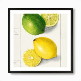 Lemons And Limes Art Print