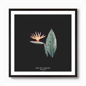 Bird Of Paradise Square Art Print