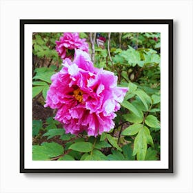 Peony in Japan 24 Art Print