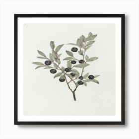 Olive Branch Art Print