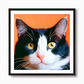 Black And White Cat Art Print